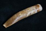 Excellent Rebbachisaurus Tooth - Rooted #13895-1